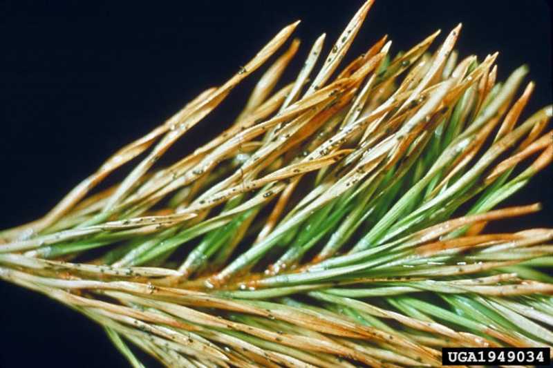 Brown Spot Needle Blight of Pines